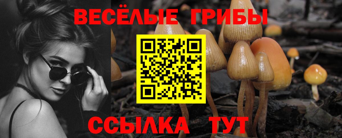 Тулун  закладки  Вход с VPN  Псилоцибиновые грибы Psilocybine cubensis 